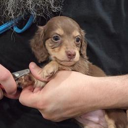 Rocket - Chocolate and cream male Dachshund puppy in Batesville, Arkansas from Willow Tree Dachshunds