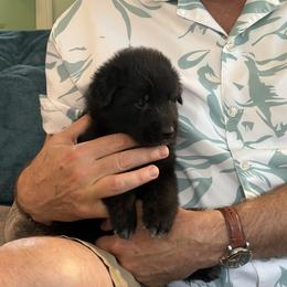 Orange Boy - Black male Belgian Sheepdog puppy in Fort Wayne, Indiana from Tenebras Belgian Sheepdogs