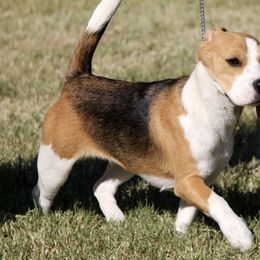 Beagles from Dismal Creek Beagles