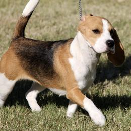 Beagles from Dismal Creek Beagles