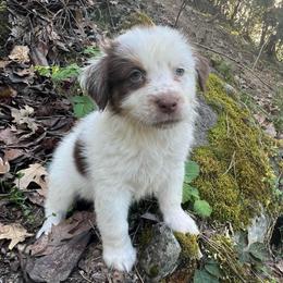 Spot - Red tri-color male Australian Shepherd puppy in Grants Pass, Oregon from Carmel Mountain Aussies