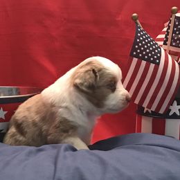Miniature American Shepherd Puppies from Great Companions