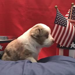 Miniature American Shepherd Puppies from Great Companions