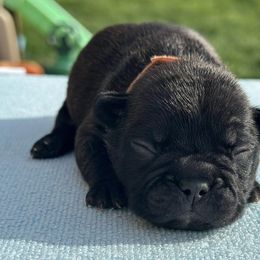 French Bulldogs from Wonderworld Frenchies