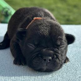 French Bulldogs from Wonderworld Frenchies