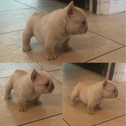 French Bulldog Puppies from Bullpen Frenchies