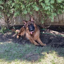 Maximus - German Shepherd