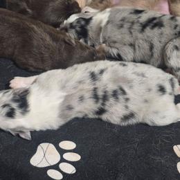 Blue merle male 2 - Blue merle male Australian Shepherd puppy in Rainsville, Alabama from Chaparro Farm