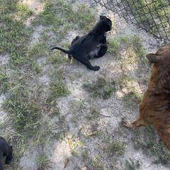 Vietnamese Phu Quoc Ridgeback Puppies from Phu Quoc Ridgebacks of Mississippi