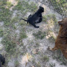 Vietnamese Phu Quoc Ridgeback Puppies from Phu Quoc Ridgebacks of Mississippi