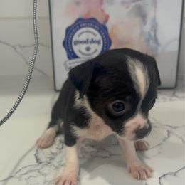 5500 Mini Ms Tux Tux charting 3-4 lb - Black and white female Chihuahua puppy in Las Vegas, Nevada from Quality Poms Chihuahua Yorkies of Las vegas