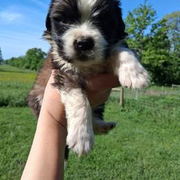 Little Bear - Brown and white male Saint Bernard puppy in Kinsman, Ohio from Coleman Saint Bernards of Ohio