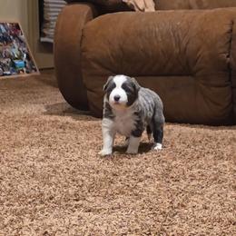 Skye - White and blue female Border Collie puppy in Ripley, Oklahoma from Adventure5 Border Collies