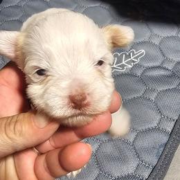 Buzz - Parti male Yorkshire Terrier puppy in Hamilton, Ohio from Purebred Yorkies of Ohio