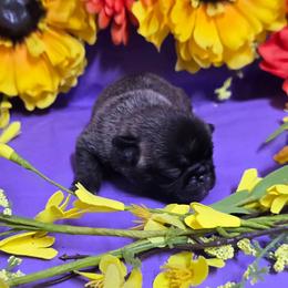 Silver girl - Silver female Pug puppy in Tulsa, Oklahoma from Locust Creek Pugs & Japanese Chin's