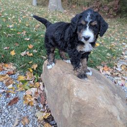 Marshall - Tri-color male Bernedoodle puppy in Beach City, Ohio from Blue Cloud Doodles