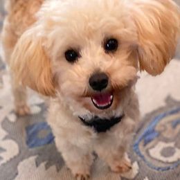 Teddy - Maltipoo
