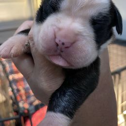 Boxer Puppies from Furevermore Boxers