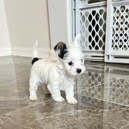Jasper - Parti male Yorkshire Terrier puppy in Eustis, Florida from Angel Spun Yorkies