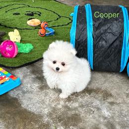 Cooper - White male Pomeranian puppy in Lyons, Georgia from Its a Poms Life Kennel