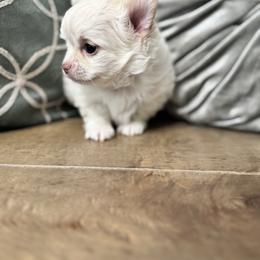 Chihuahua Puppies from Clan Cordovathone