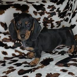 RIP - Black and tan male Dachshund puppy in Swink, Oklahoma from Palali Farm