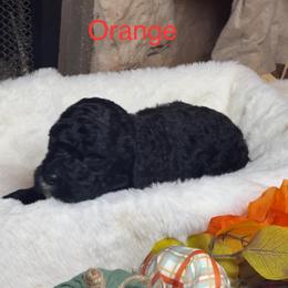 Orange collar - Black male Goldendoodle puppy in Sanderson, Florida from Serenity Goldendoodles