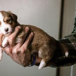 Hannah - Sable female Pembroke Welsh Corgi puppy in South Otselic, New York from Ridge Top Corgis