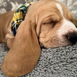 Basset Hound Puppies from Na