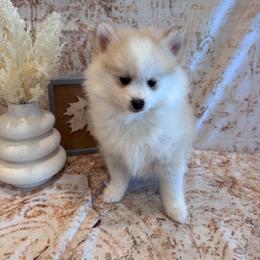 Kane - Silver male Pomsky puppy in Bucyrus, Missouri from Hill Top Pomskies
