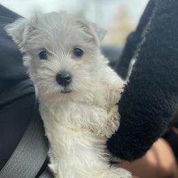 West Highland White Terrier Puppies from Briana Faulk