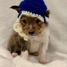 SUPERMAN - Sable & white male Toy Shetland Sheepdog puppy in Livonia, Michigan from M7’s Shelties, Toonies & AussieDoodles