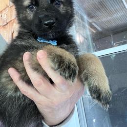 Lt. Blue Collar - Black and tan male German Shepherd puppy in Kansas, Ottawa, Kansas from Import German Shepherds of Kansas
