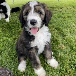 Bernedoodle Puppies from Sunset Family Farm