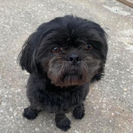 Ellie - Shih Tzu