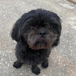 Ellie - Shih Tzu