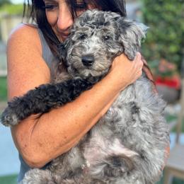 Millie - Merle female Goldendoodle puppy in Los Gatos, California from Willow & Rose Doodles