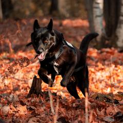 Gerberian Shepskies and Sporty Mixes from Northwoods Mystic Pawz