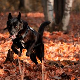 Gerberian Shepskies and Sporty Mixes from Northwoods Mystic Pawz
