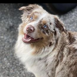 Reba - Australian Shepherd
