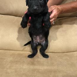 Boy 5 - Black male Labrador Retriever puppy in Four Oaks, North Carolina from Old Mill Retrievers