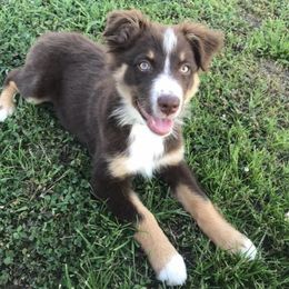 Australian Shepherd Puppies from Supernatural Aussies