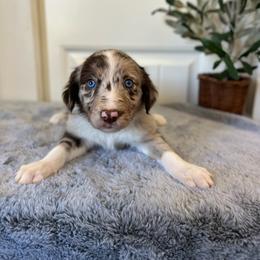 Rotini - White and red merle female Bordoodle puppy in Valley Center, California from Circle R Valley Bordoodls