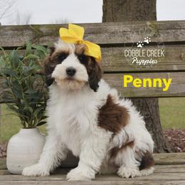 Bernedoodle Puppies from Cobble Creek Puppies