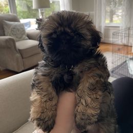 Shih Tzu Puppies from LaDawn’s Little Lions