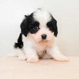 Daisy - Black and white female Cavapoo puppy in Tucson, Arizona from Ever After Doodles Arizona