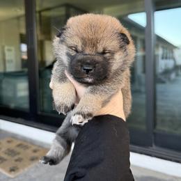 Girl 2 - Sesame female Shiba Inu puppy in Roseville, California from Tokubetsuna Shibas