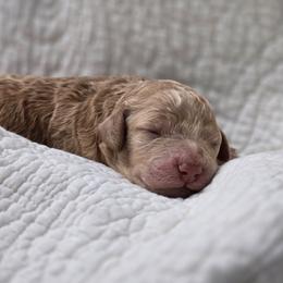 Charlotte - Red  female Poodle puppy in Conroe, Texas from Pear house farm