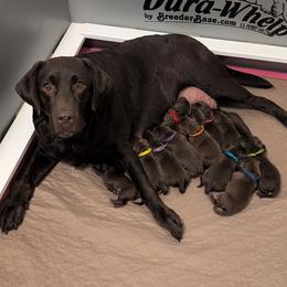 Male Puppy - Chocolate male Labrador Retriever puppy in Millville, New Jersey from Puzzles Labradors