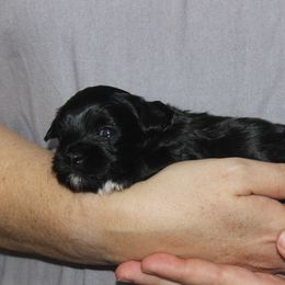 Oreo - Black male Russian Tsvetnaya Bolonka puppy in Lawrenceville, Georgia from Alchemy Havanese